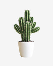 Solid Wood Plant Stand for Indoor Pot Display