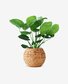 Mini Ceramic Flower Pot for Desk and Home Decor