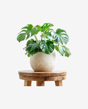 Small Porcelain Planter Pot for Desk or Shelf