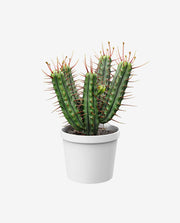 Decorative Cactus Plant Pot for Indoor Display