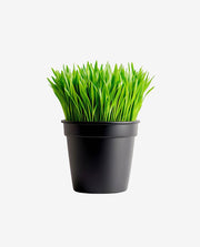 Miniature Plant Pot for Stylish Indoor Decoration