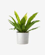 Small Decorative Mini Plant Pot for Home Decor