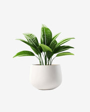 Durable Plastic Fiber Plant Pot for Indoor Decor