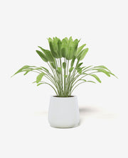 Compact Mini Plant Pot for Desk or Shelf Display
